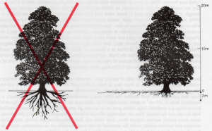 roots-diagrams