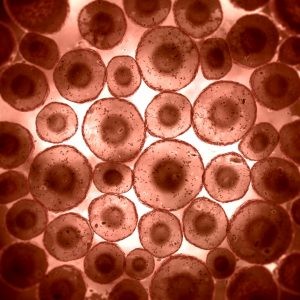 spherical_cells